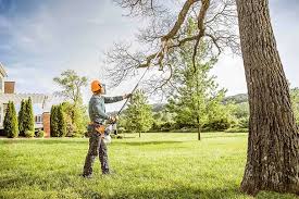 Best Emergency Tree Removal  in Ivins, UT